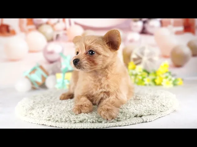 動画