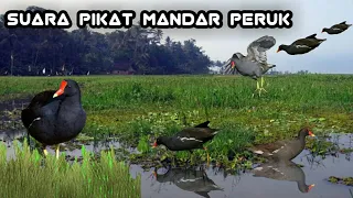 Download Suara pikat mandar/ peruk memanggil kawanan MP3