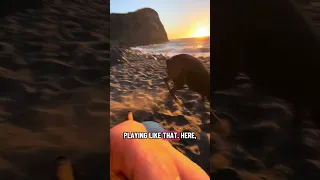 #fyp #dream #sunset #doberman #pets