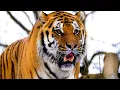 Download Lagu Tigers growling and roaring 😾 8 hours of tiger sound effects