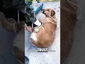 Download Lagu Pregnant Bound And Sold By Owner She Trusted💔#dogshorts #dog #dogrescue