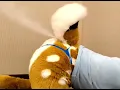 Download Lagu Deer Fursuiter Farts Like A Skunk (sound fx)