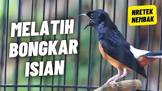 murai batu gacor full isian tembakan kasar sangat ampuh melatih murai batu bongkar isian