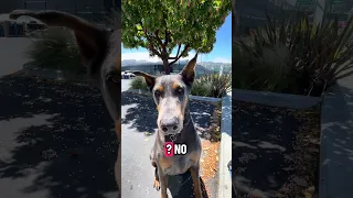 #Fyp #dream #doberman #pets #YouTube