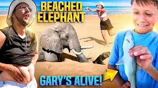 Download Gary the Shark is Back! + Music Video 🎵 (FV Family Capers Island Vlog) MP3