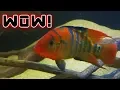 CRAIGSLIST FISH RESCUE OPERATION