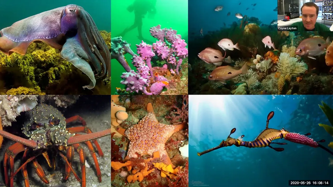 The feasibility and future of restoring Tasmania’s disappearing giant kelp forests - Dr Cayne Layton