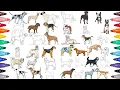 Animal coloring pages - Coloring 30 Dogs Breeds