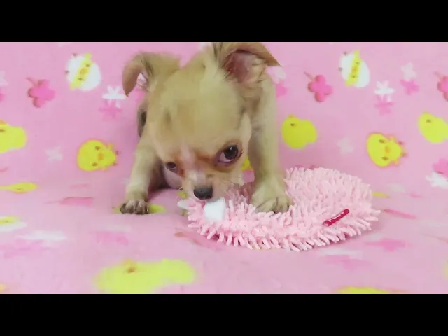 動画