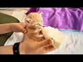 Download Lagu Rescued a tiny kitten and bottle-fed her daily, she grew up and had a litter of babies to repay me