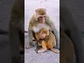 Poor baby monkey has no love from family and friends, constantly bullied