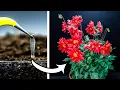 Download Lagu Dahlia Magic: ONE Seed to Unlimited Flowers (Time-Lapse)