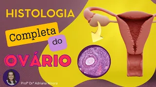 Histologia do Ovário: Estrutura, Folículos e Mais!