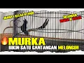 Download Lagu KONSLET🔥MURKA BIKIN SATU GANTANGAN MELONGO!! Silangan Murai Batu X Kacer!!?