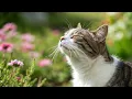 Download Lagu (Geen advertenties) Rustgevende muziek voor katten ter ondersteuning van slaap, angst en ontspann...