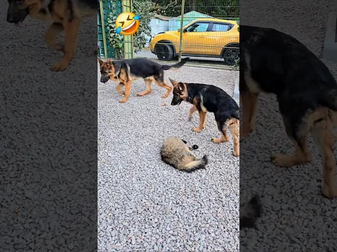 🔥Lucky the Cat's Iron Patience. German Shepherds Odessa 2026
