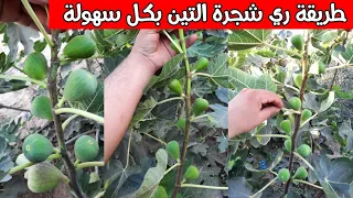 نصائح     من مزارعين اشجار التين لا يعرفها عن ري شجرة التين وكيفية الري وكمية الري لشجرة التين دندنها