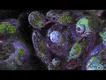 Download Lagu [NEW 2021] - Simulated Interdimensional Travel - Psychedelic Fractal Visuals [4K, 60fps]