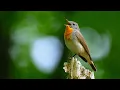 Download Lagu Bird sounds – Red-breasted flycatcher (Ficedula parva)