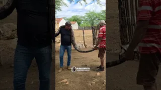 Veja a facilidade da JIBOIA caçar um cabritinho!
