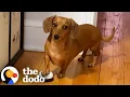 Download Lagu Dachshund Rings Her Bell All Day To Get What She Wants | The Dodo