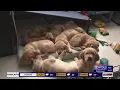 SCI Somerset inmates train puppies to become service dogs