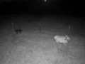 camera night
