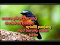 SUARA PIKAT BURUNG TLEDEKAN BAKAU PALING AMPUHH || MP3