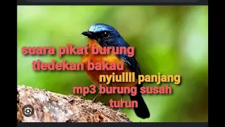 Download SUARA PIKAT BURUNG TLEDEKAN BAKAU PALING AMPUHH || MP3 MP3