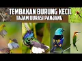 Download Lagu TEMBAKAN BURUNG KECIL TERGANAS❗masteran burung kicau durasi panjang.