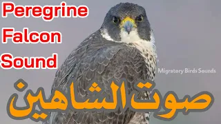 صوت الشاهين Peregrine Falcon Sound 