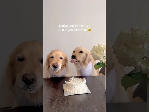 Letting our dogs do the gender reveal! 🩵🩷 #dogshorts #goldenretriever #dogs #genderreveal
