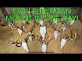 HOW TO do a European Skull Mount