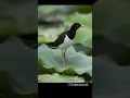 Lagu white-breasted waterhen sound