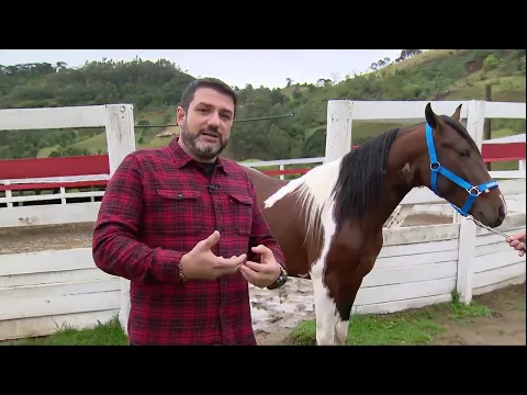 Download MP3 O que fazer para um cavalo ganhar músculos - Globo Rural