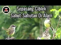 Download Lagu Sepasang Ciblek Gacor di Tengah Sawah bikin ciblek lain gak bisa DIAM