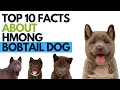 Top 10 Facts about Hmong Bobtail Dog - Vietnamese Hmong Bobtail Dog