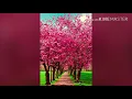 Download Lagu KOKORO NO TOMO by Mayumi Itsuwa (Japanese)