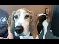 Facebook Furball Annie
