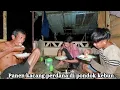 Download Lagu Panen kacang perdana di pondok kebun malam lanjut makan bersama
