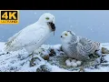 Snowy Owl 120 Days From Egg to Survivor Wildlife Documentary Full Life Cycle in the Wild