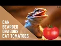 Can Bearded Dragons Eat Tomatoes GrimDragons com