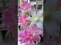 Download Lagu Bunga Lili Casablanca | Beautifull Lily Flower (Lilium 'Casa Blanca') | Bunga Bakung | Blossom #fypp