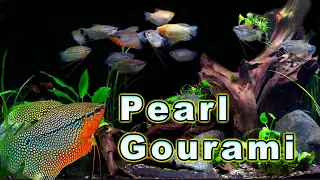 Download All You Need to Know About The Ultimate Gourami! Pearl Gourami Care and Breeding MP3