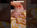 Download Lagu A lucky stray pig was rescued and adopted by a driver. #cuteanimals #pig #cute #shorts