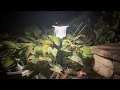 Best Solar Pathway Lights 2025 Super Bright Outdoor Landscape Lighting for Yard Patio Driveway