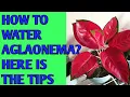 Lagu HOW TO WATER AGLAONEMA? (CHINESE EVERGREEN) HERE IS THE TIPS!