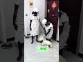 Download Lagu Are they playing Shaun the Sheep#funny