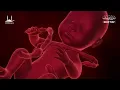 Powerful Quran For Pregnancy | Surah Yusuf, Maryam, Yasin, Ar-Rahman | Habibullah TV