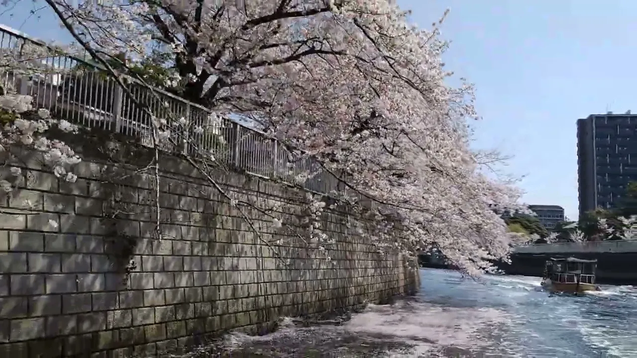 Tokyo Meguro River Cherry-Blossom Viewing Private Cruise [Mar 20 to Apr 14]